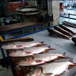 کاهش مصرف سرانه ماهی را جدی بگیریم