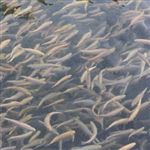 3 میلیون تن بجه ماهی در زنجان پرورش یافته است 