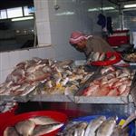 کاهش صد در صدی قیمت ماهی بیاح