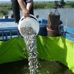 افزایش رهاسازی بچه ماهی در استخرهای پرورشی شهرستان داورزن