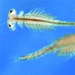 پرورش ماهی«آرتمیا» در آب‌های شور خراسان رضوی پیگیری می‌شود