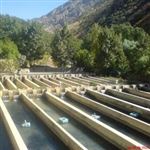 مجوز تولید 650 تن انواع آبزیان در زنجان صادر شد