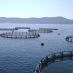 100 هکتار فضا برای صنعت ماهی در قفس در قشم جانمایی شد