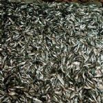 صید 400 هزارتن فانوس ماهیان در هرمزگان