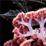 مرجان‌ها عامل کنترل آلودگی خلیج‌فارس