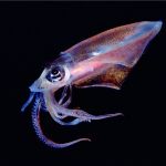 افزایش صیدماهی مرکب(خساک)درگناوه
