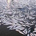 مرگ صدها ماهی در دایک سراب گیلانغرب