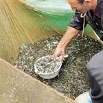 تولید20 میلیون قطعه بچه ماهی قزل آلا در مازندران 