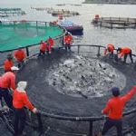 نصب 10 هزار تن قفس پرورش ماهی در گیلان