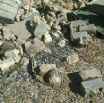 بیش از 3 میلیون قطعه ماهی در زلزله کرمانشاه تلف شدند 