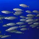800تن انواع ماهی تن ازآبهای دور جاسک صید شد