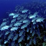 تهدید جدی اسیدی شدن اقیانوس ها برای آبزیان جهان 
