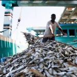 جذب ۴۰۰نفر نیروجهت اشتغال در شناورهای صید فانوس ماهیان