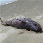 عامل مرگ دلفین پوزه بطری مشخص شد