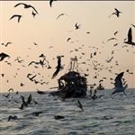 افزایش صید در آب‌های آزاد به برکت حضور ناوگان نیروی دریایی ارتش 