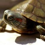 مقابله با فروش آبزیان و لاک‌پشت در نوروز