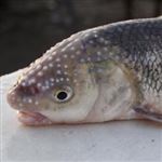 اجرای موفق طرح تکثیر طبیعی ماهی سفید در رودخانه تالش