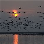 کوچ پرندگان مهاجر از زیستگاه های شمال خوزستان