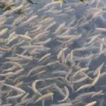 انجام عملیات تکثیر طبیعی ماهیان استخوانی در ۴ رودخانه گیلان