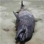 تهدید های زیست بوم های دریایی وعوامل مرگ پستانداران خلیج فارس /گ