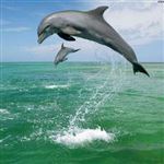 دلفین‌های قشم در حال فرار از منطقه /گ