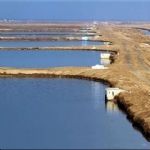 طرح‌های آبزی‌پروری در اراضی ساحلی دشتی حمایت می‌شود