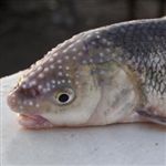 حفظ نسل ماهی سفید توسط مرکز بازسازی ذخایر آبزیان دریای خزر  /گ