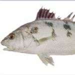 صید میش ماهی در آبهای جاسک 20 درصد افزایش یافت