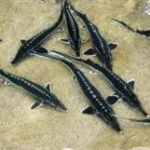 طرح پرورش ماهیان خاویاری با آب‌های نامتعارف و شور در شهرستان گنبدکاووس اجرایی می‌شود