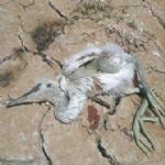 بزرگترین زیستگاه پرندگان مهاجر آبزی سیستان وبلوچستان در معرض خطر /گ