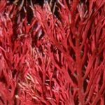تولید ماده اولیه محیط کشت آزمایشگاهها از جلبک دریایی قرمز
