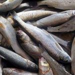 ماهی‌های کفال دریای خزر مریضند؟ 