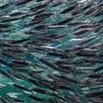 امسال 90 هزار تن ساردین ماهی ازآبهای خلیج فارس صید می شود