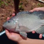 شهرستان بافق تنها دارنده مجوز پرورش ماهی تیلاپیا در کشور