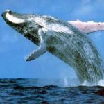 نجات نهنگ در خلیج فارس 