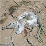 مرگ تعداد زیادی پرنده مهاجر بر اثر تشنگی /گ