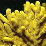 مرگ 20 درصد از مرجان های دنیا بر اثر گرمایش زمین 