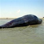لاشه نهنگ 12متری در ساحل دیلم