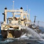 کشتی های ترال 20 هزار تن ماهی غیرماکول صید می کنند