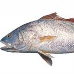 صید «میش ماهی» در آب‌های بنادر کنارک و چابهار آغاز شد