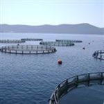 تولید و پرورش 429 تن ماهی قزل‌آلا در قفس