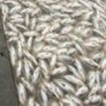 صدها قطعه ماهی کپور در سد گلابر شهرستان ایجرود تلف شدند