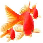 ماهی‌ قرمز در آب‌های آزاد رهاسازی نشود