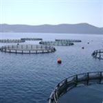 پرورش ماهی در قفس نگاه جدید آبزیان به دریا