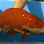 طولانی‌ترین ماهی قرمز جهان