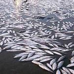 ۲۰۰ تن از ماهی‌های مجتمع پرورش ماهی سد حوضیان تلف شد 
