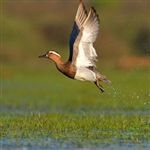 زیستگاه جدید پرندگان کمیاب در نیزارهای بندرگز شناسایی شد