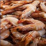 افزایش 35 هزار تنی تولید ماهی و میگو در استان بوشهر