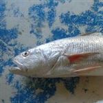 صید ماهی شوریده در آبهای خوزستان و شمال غرب خلیج فارس ممنوع شد 