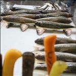 احداث بازار الگویی ماهی در انزلی